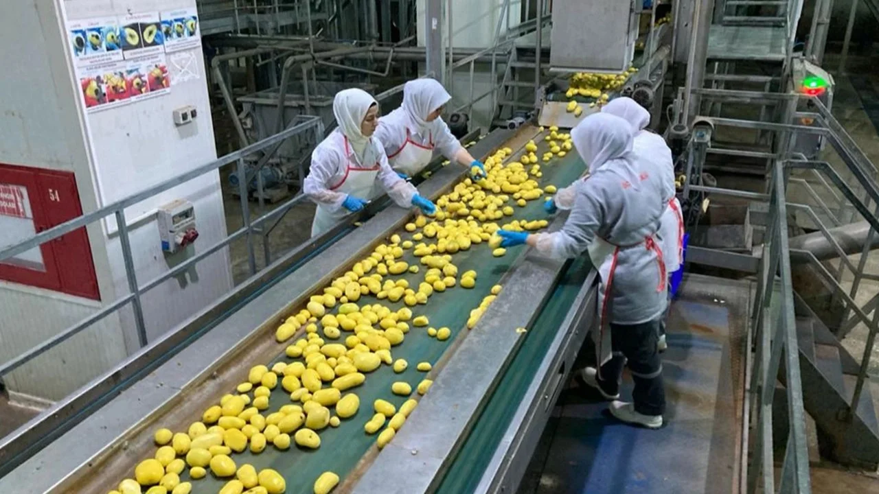 Patates İşleme Hattı